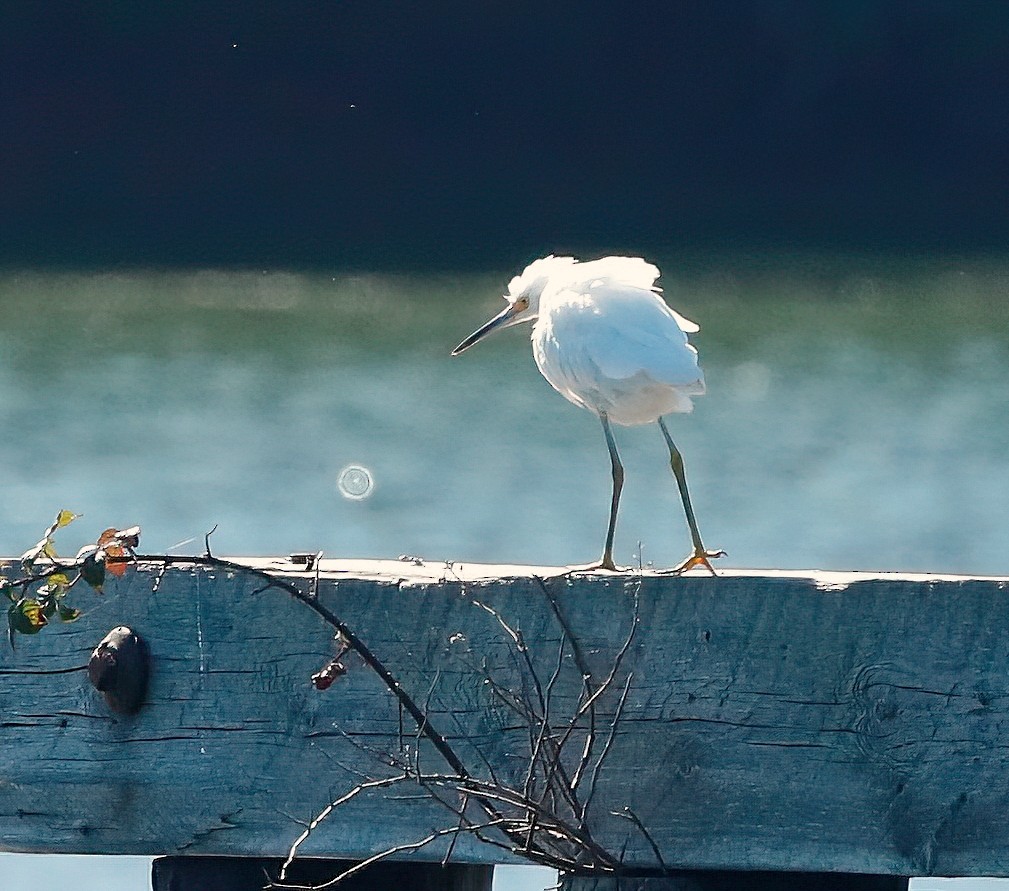 Snowy Egret - ML624454634