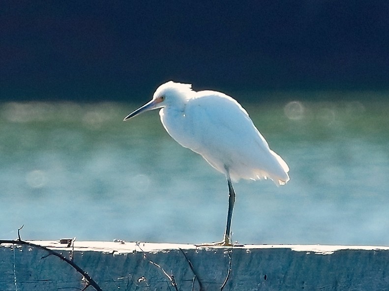 Snowy Egret - ML624454657
