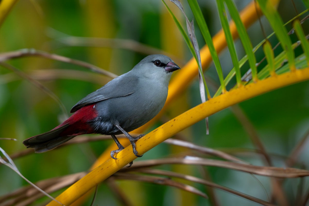 Lavender Waxbill - ML624454688