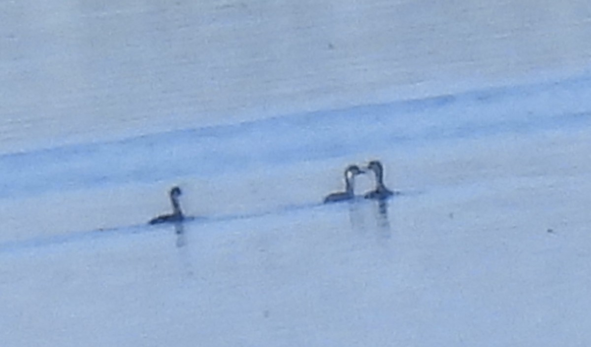 Eared Grebe - Christopher Daniels