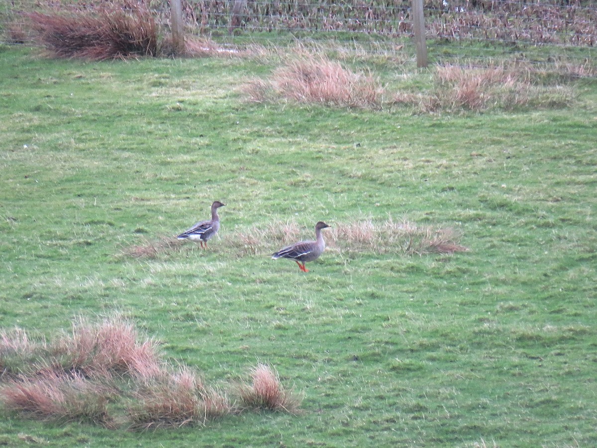 Tundra Bean-Goose - ML624454837