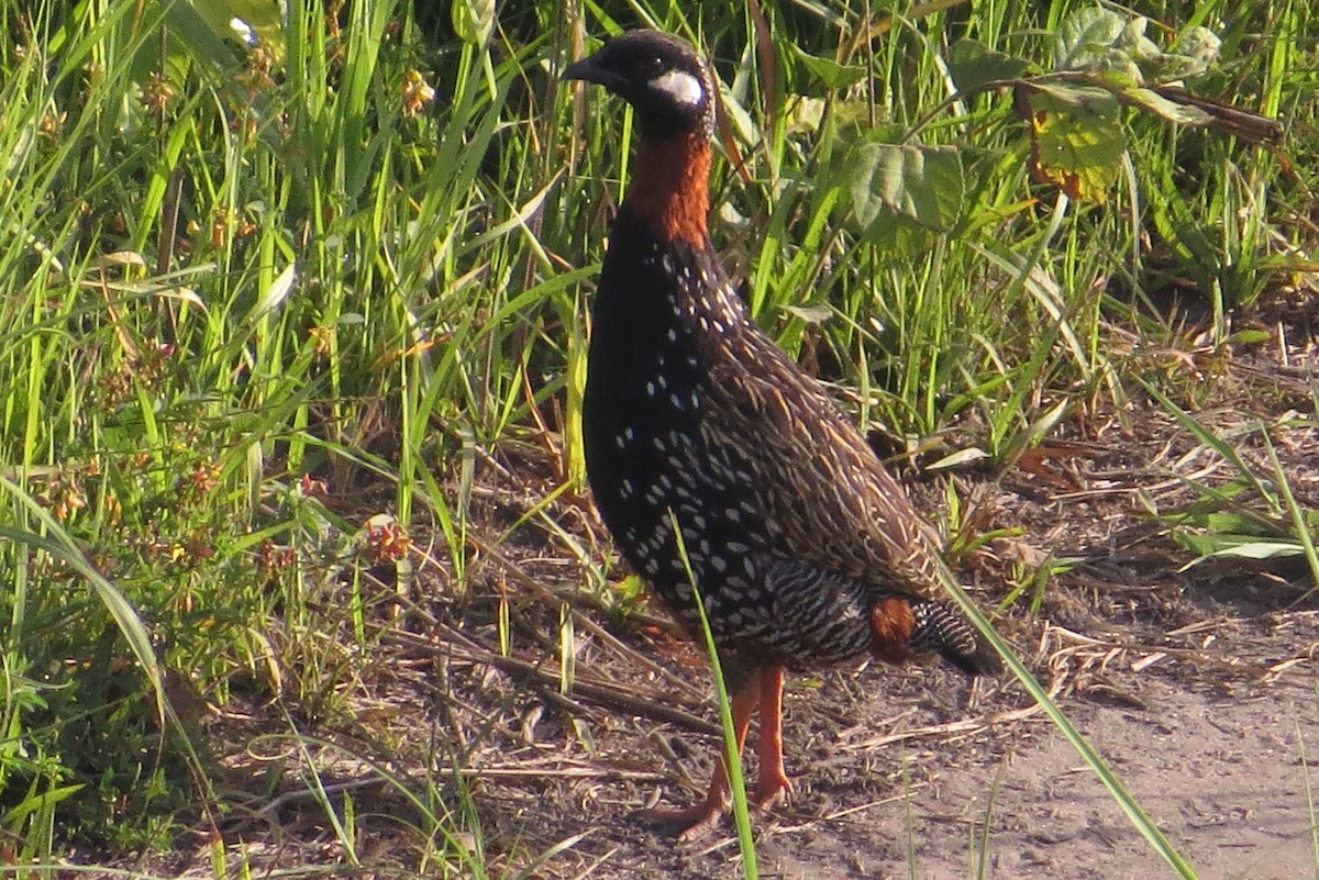 Black Francolin - ML624454962