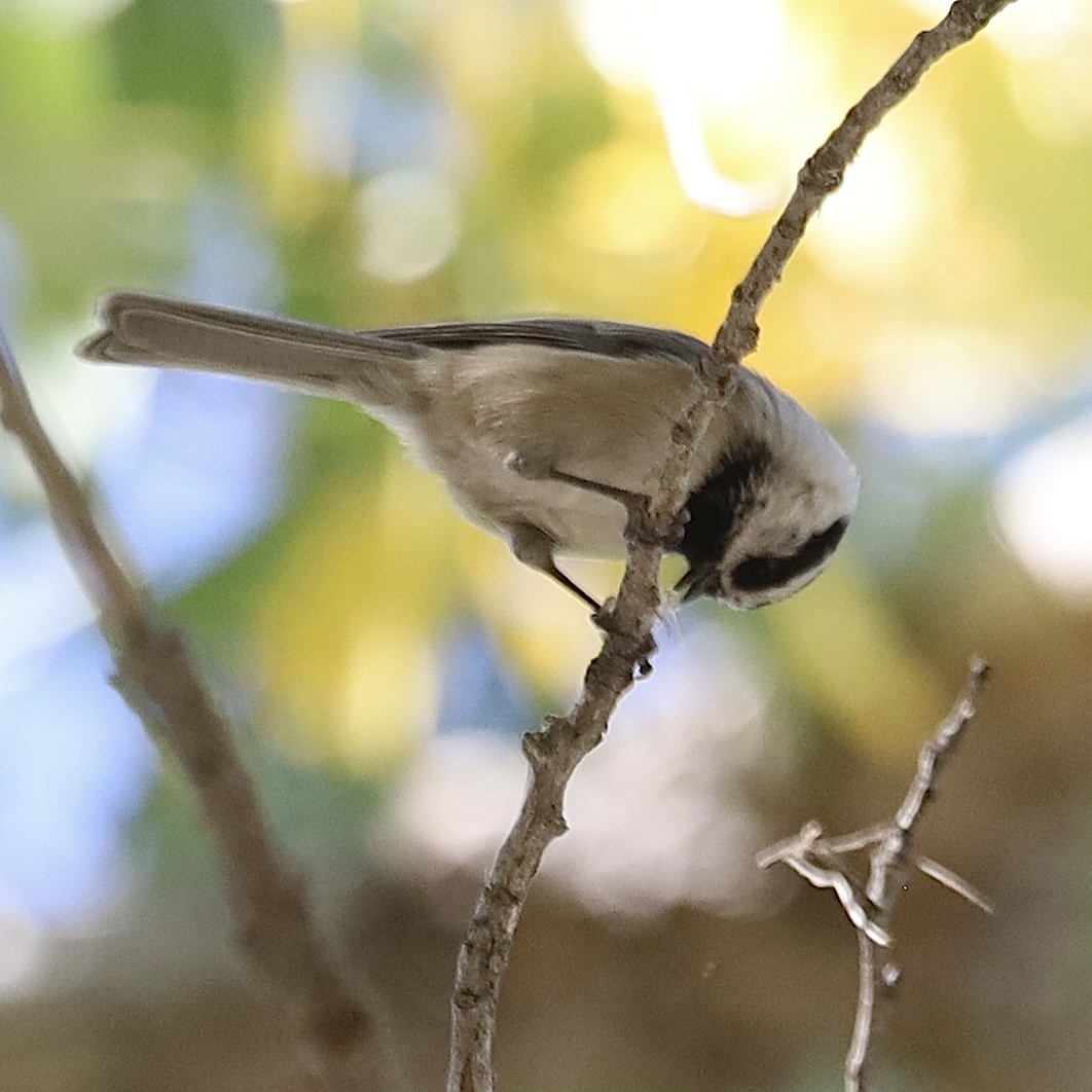 Mountain Chickadee - ML624454980