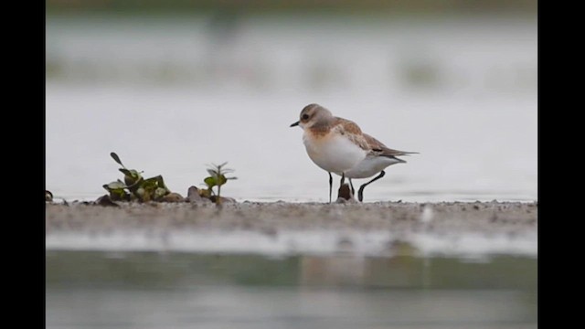 Tibetan Sand-Plover - ML624455007