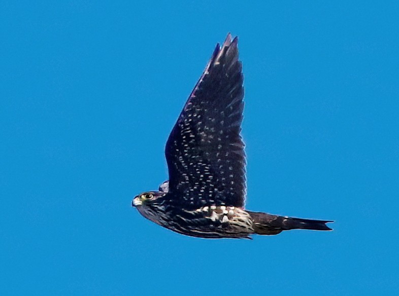 Хайргууна шонхор - ML624455047