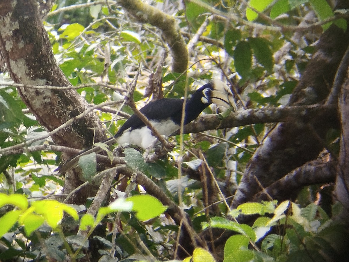 Oriental Pied-Hornbill - ML624455095