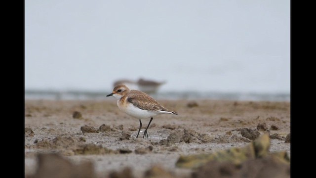 Tibetan Sand-Plover - ML624455097