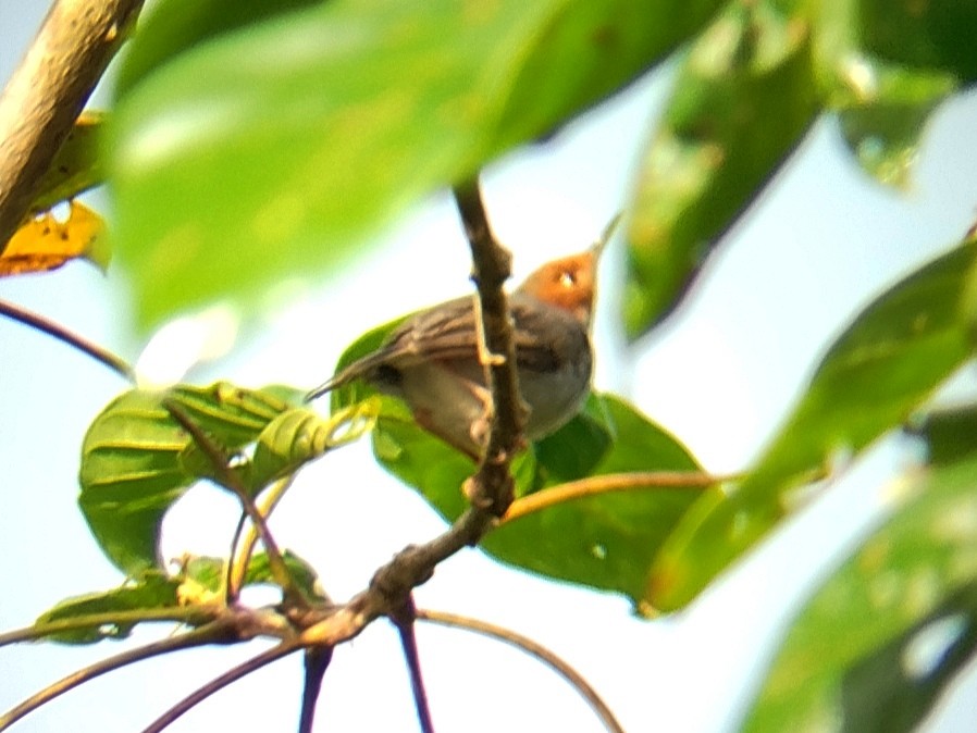 Ashy Tailorbird - ML624455102