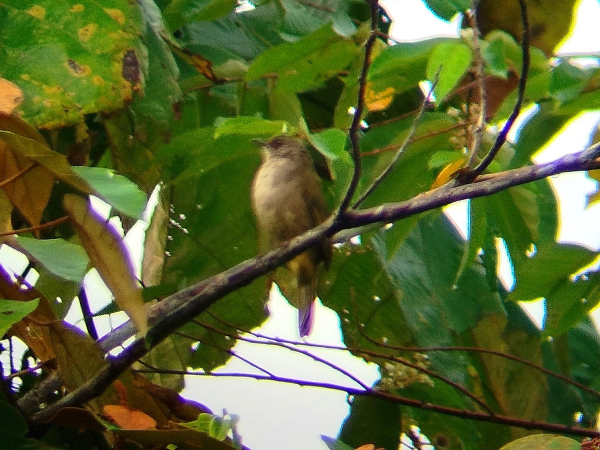 Olive-winged Bulbul - ML624455108