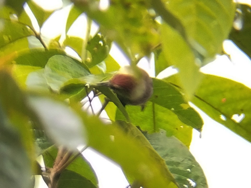 Pin-striped Tit-Babbler - ML624455111