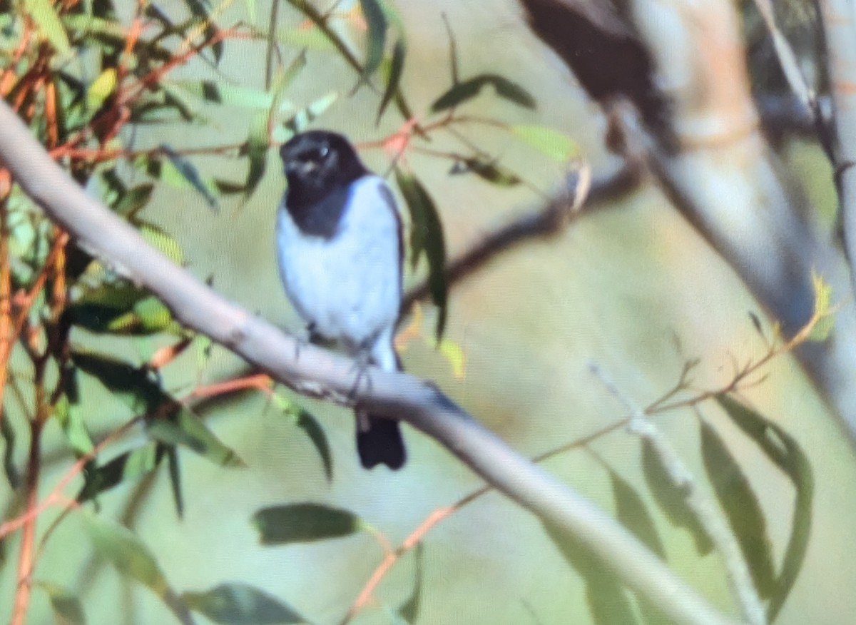 Hooded Robin - ML624455170