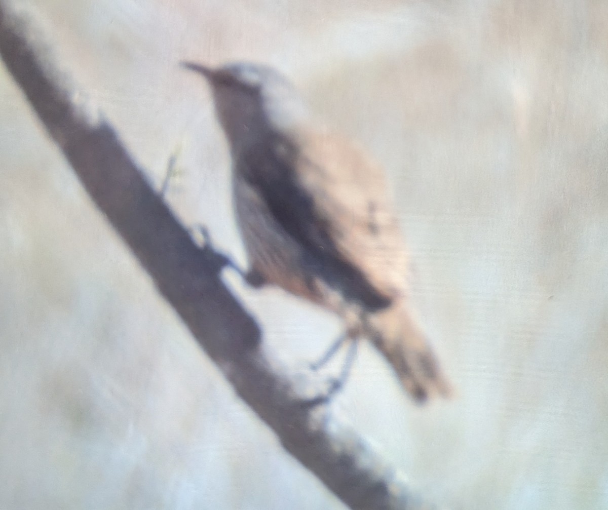 Brown Treecreeper - ML624455191