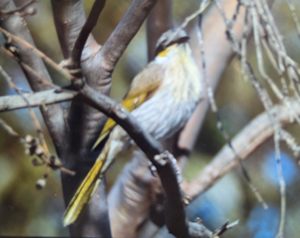 Singing Honeyeater - ML624455194