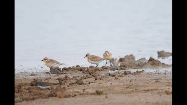 Tibetan Sand-Plover - ML624455197