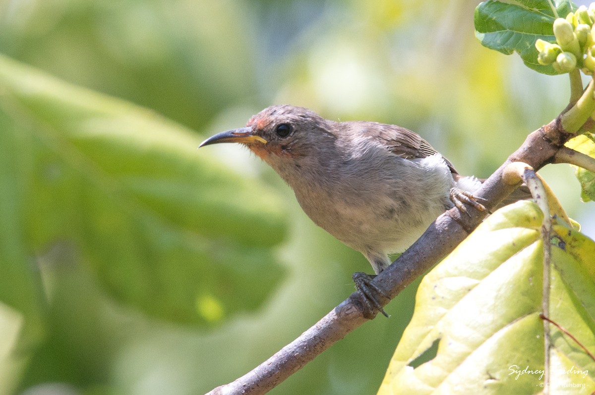 Red-headed Myzomela - ML624455225