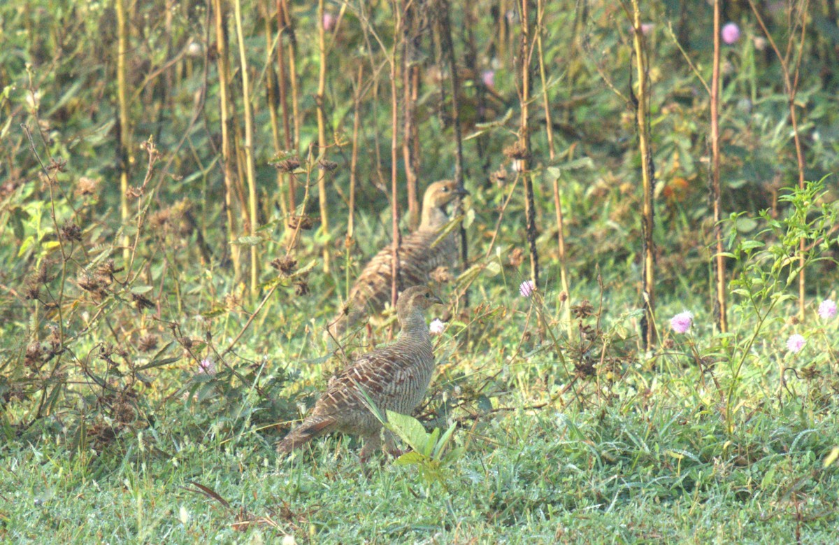 Gray Francolin - ML624455465