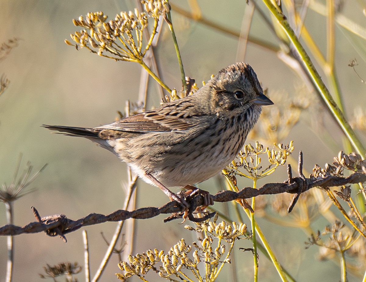 Lincoln's Sparrow - Elizabeth Crouthamel