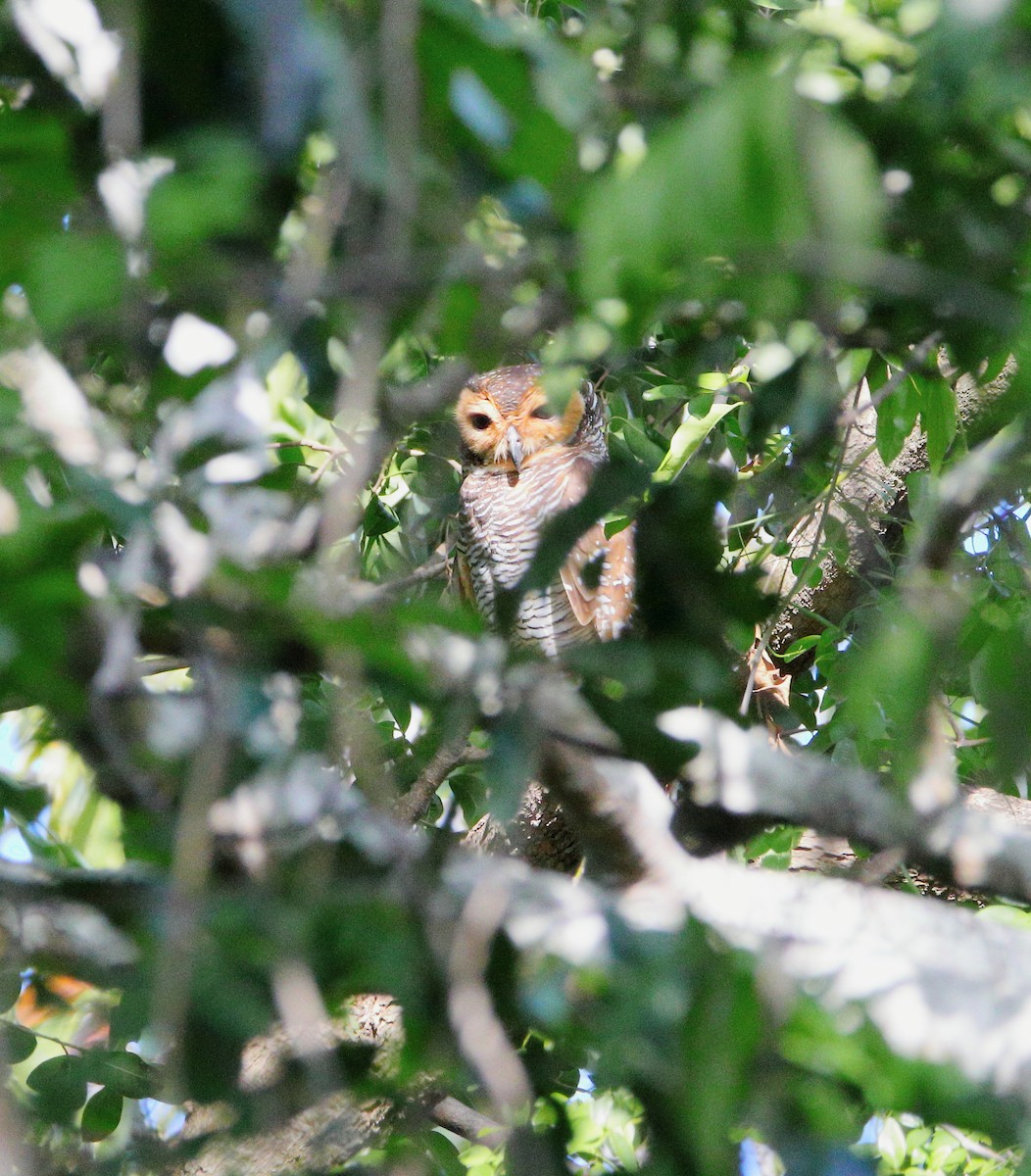 Spotted Wood-Owl - ML624455788