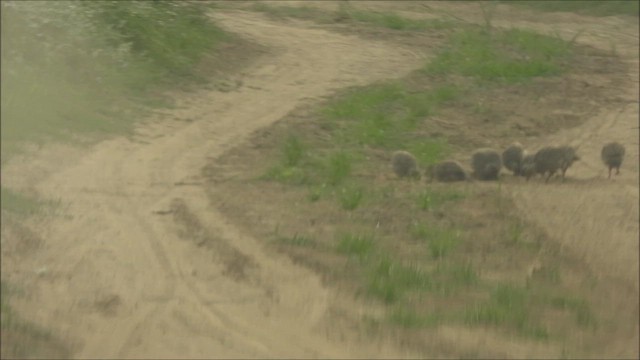 Gray Francolin - ML624455844