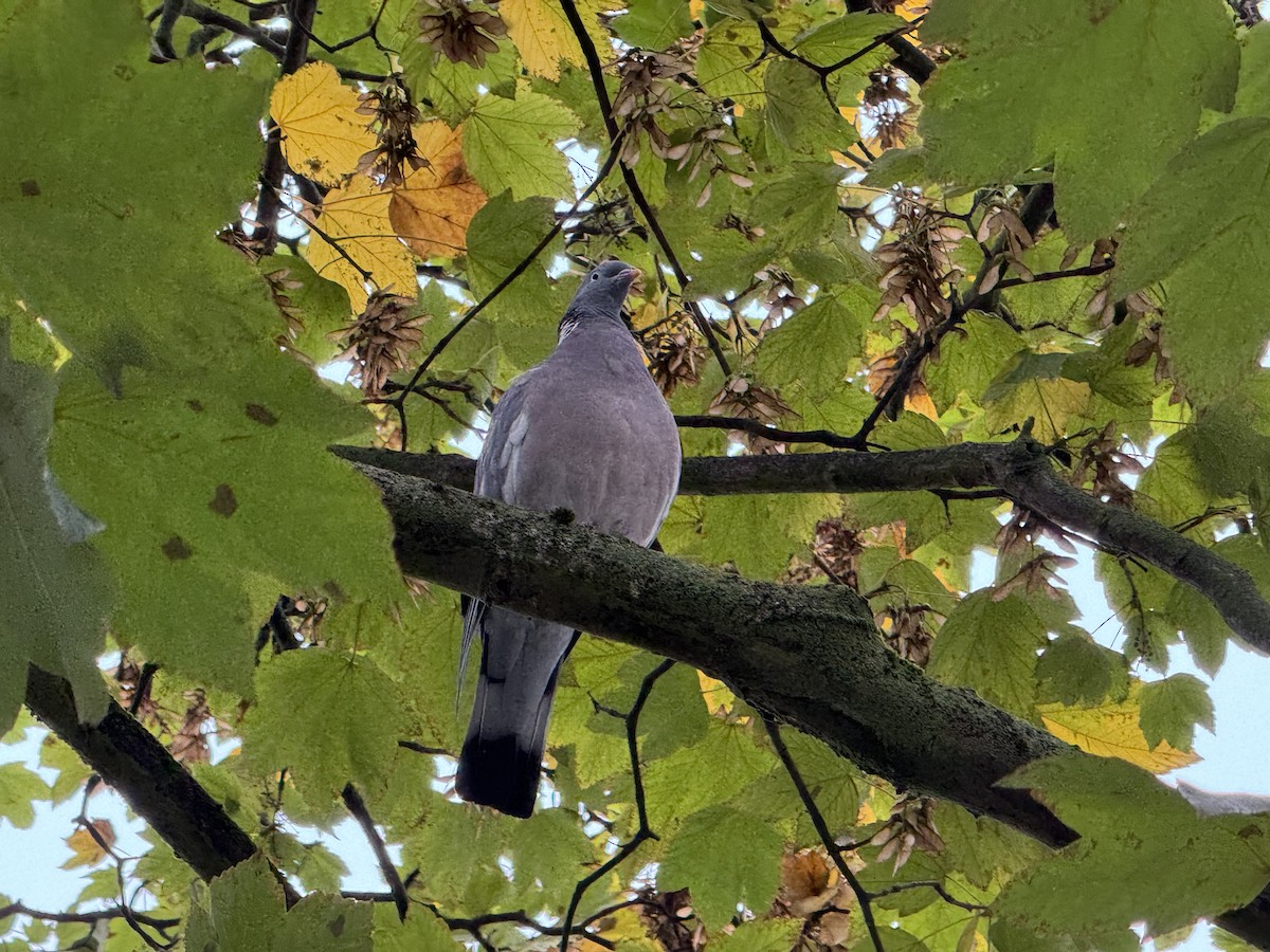 Common Wood-Pigeon - ML624455865