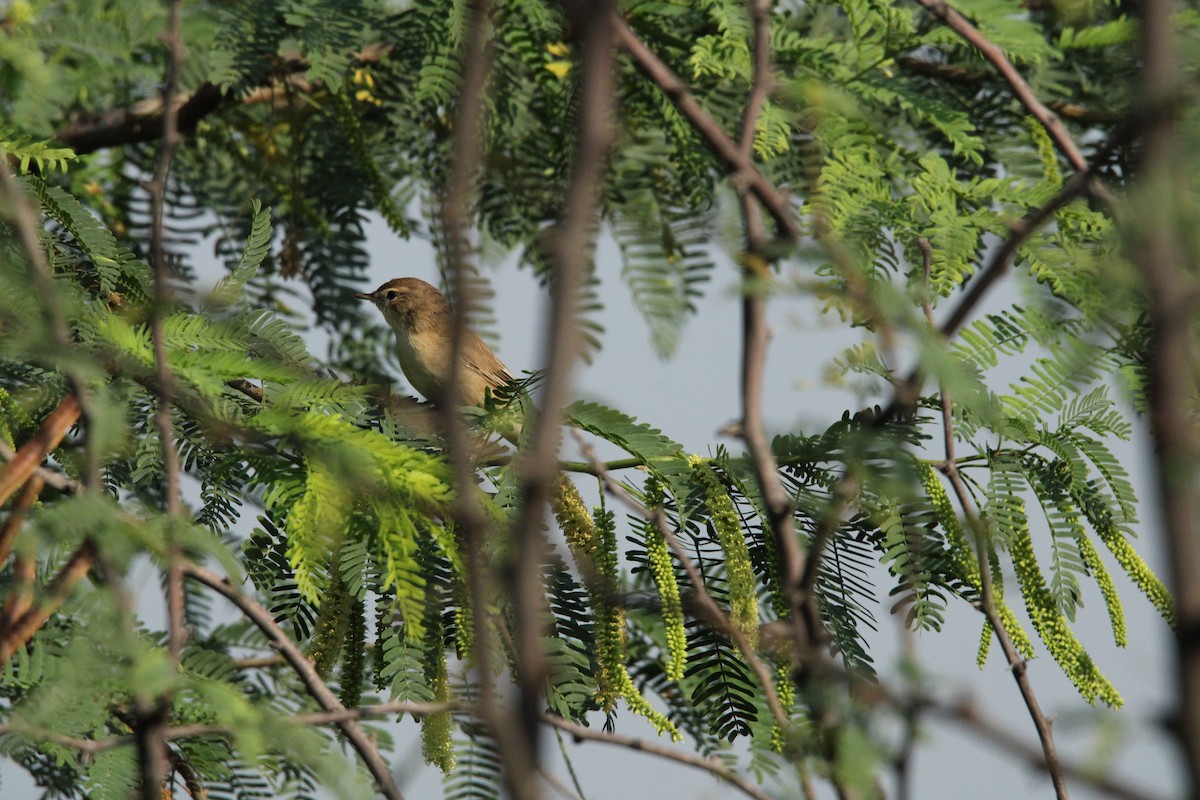 Sulphur-bellied Warbler - ML624456024