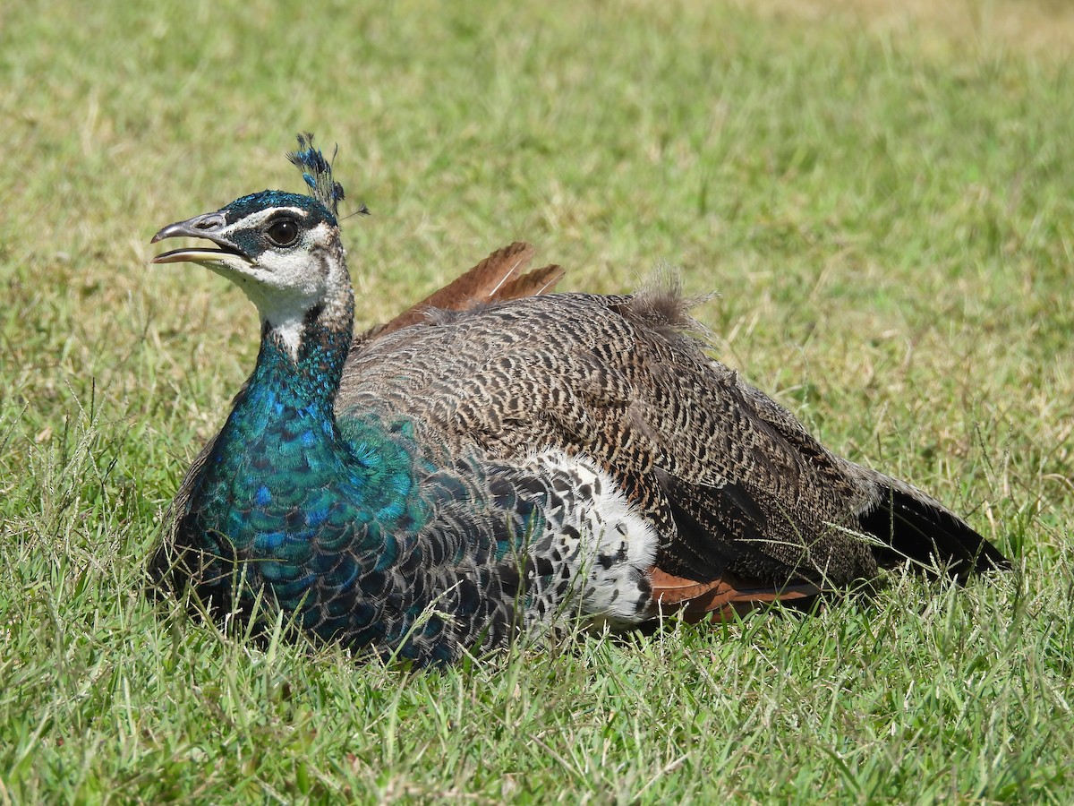 Indian Peafowl - ML624456037