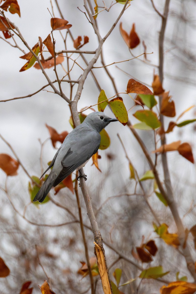 White-breasted Cuckooshrike - ML624456094