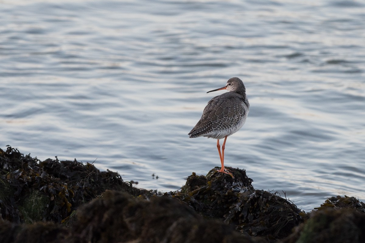 Spotted Redshank - ML624456095