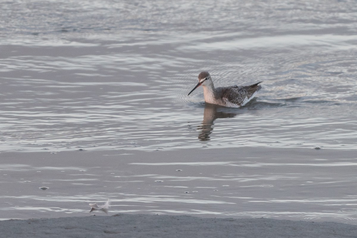 Spotted Redshank - ML624456096