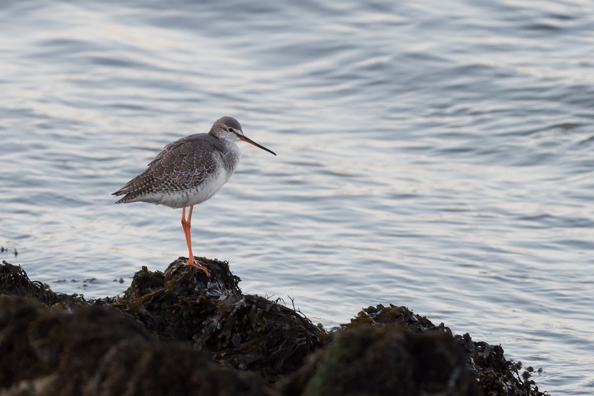 Spotted Redshank - Serge Horellou