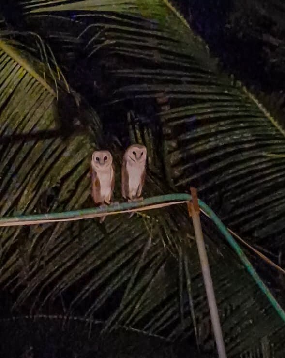 Barn Owl - Kessy George