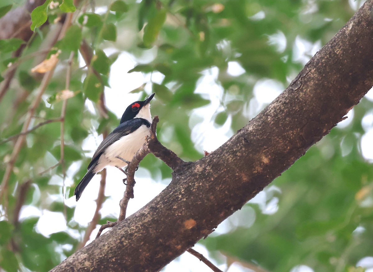 Black-throated Wattle-eye - ML624456192