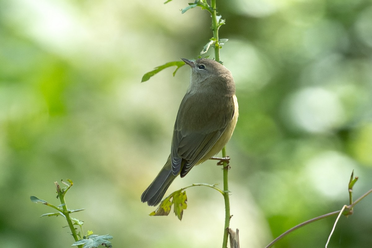 Orange-crowned Warbler - ML624456286