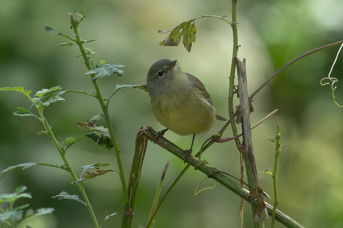 Orange-crowned Warbler - ML624456289