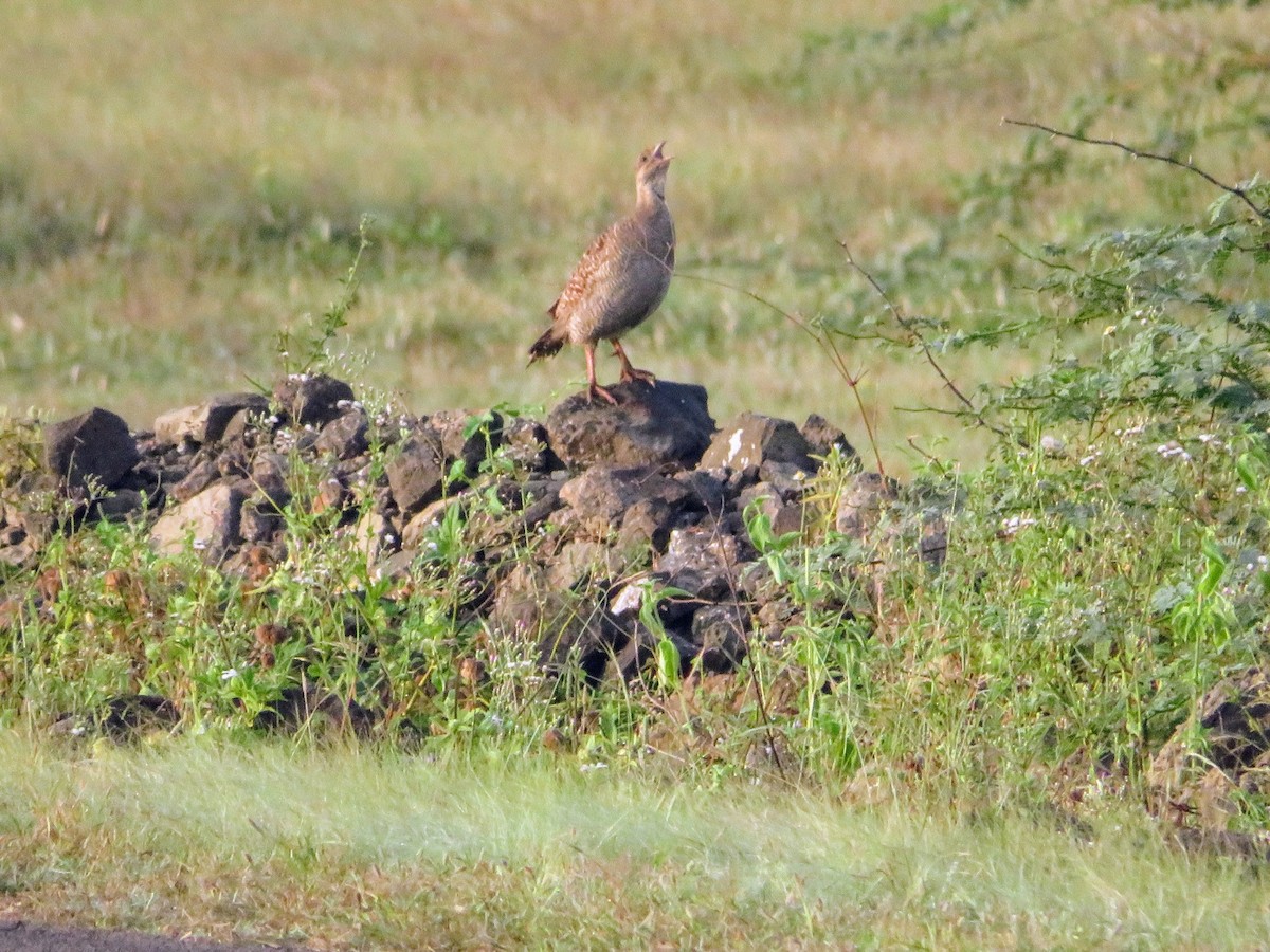 Gray Francolin - ML624456309