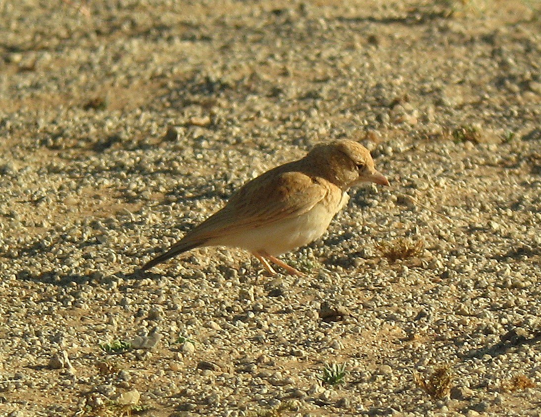 Dunn's Lark - ML624456507