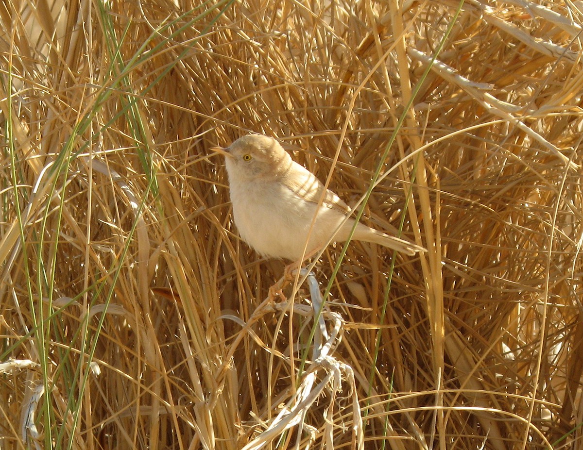 African Desert Warbler - ML624456608