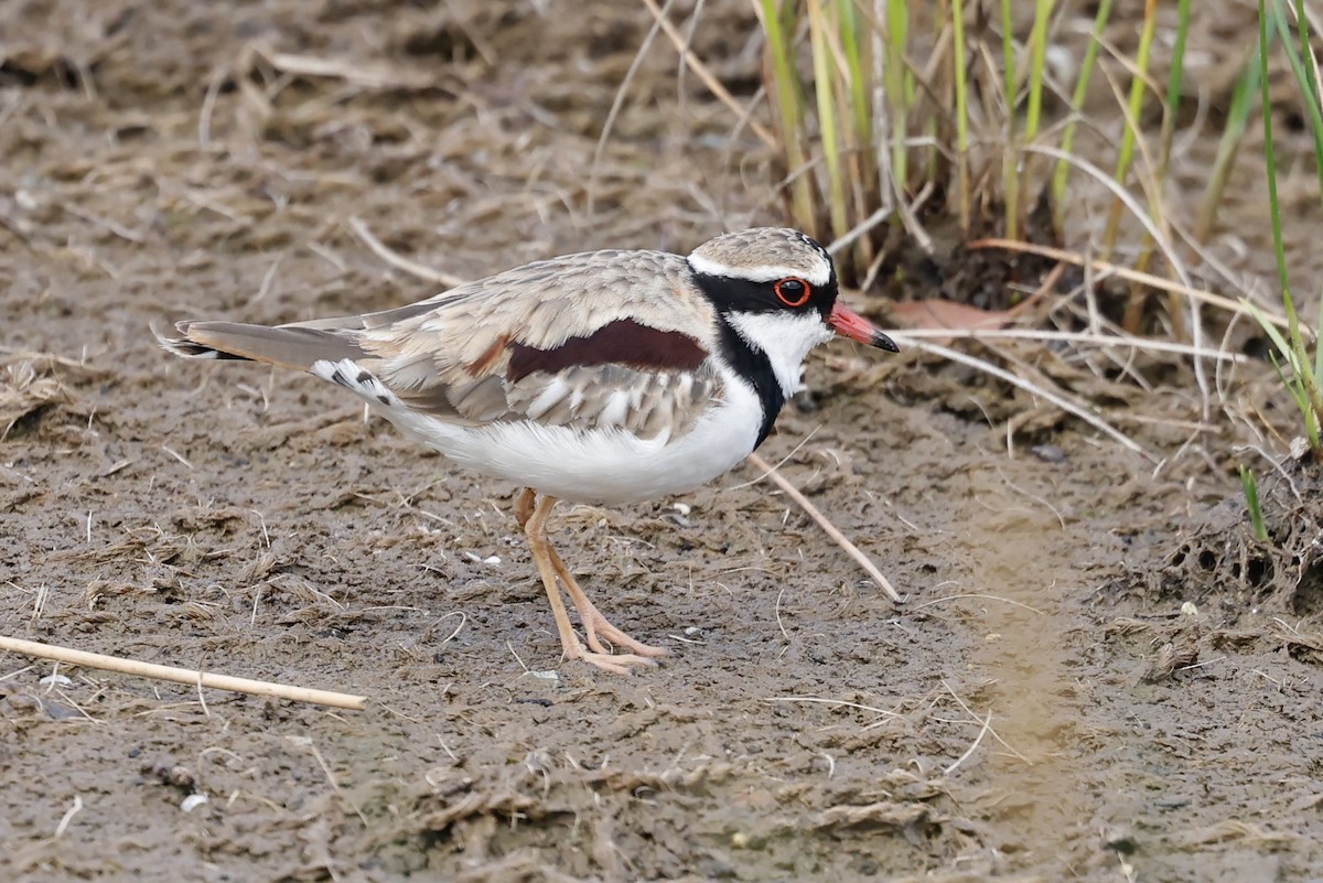 Black-fronted Dotterel - ML624456623
