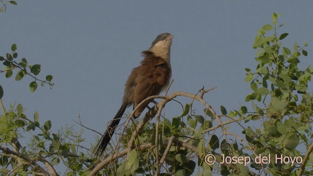 Senegal Coucal - ML624456658