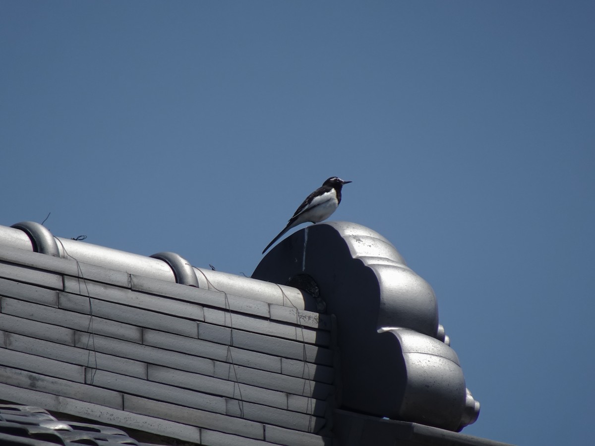 Japanese Wagtail - ML624456665