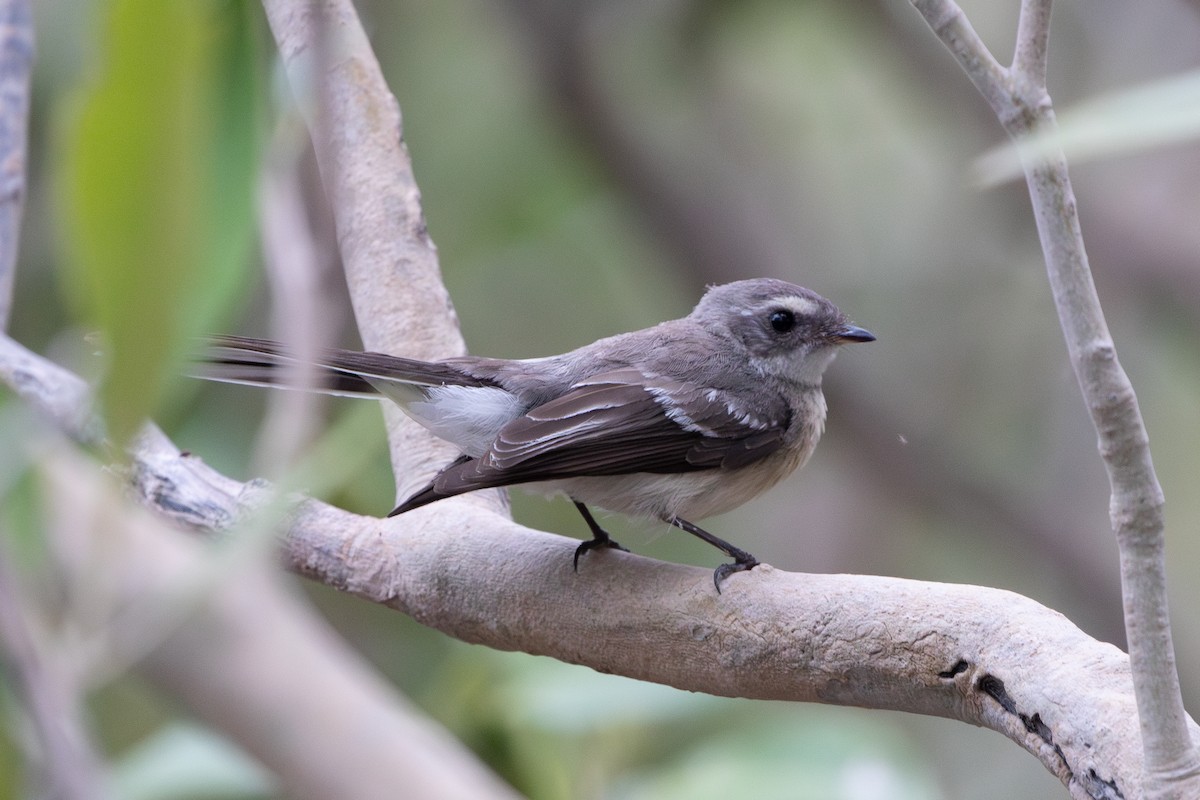 Mangrove Fantail - ML624456674