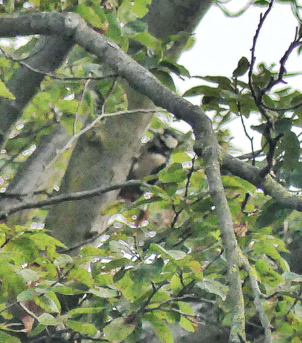 Great Spotted Woodpecker - ML624456709