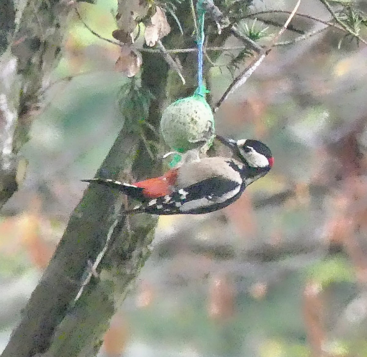 Great Spotted Woodpecker - ML624456710