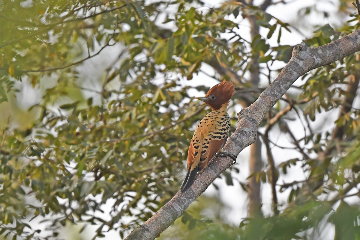 Kaempfer's Woodpecker - ML624456717