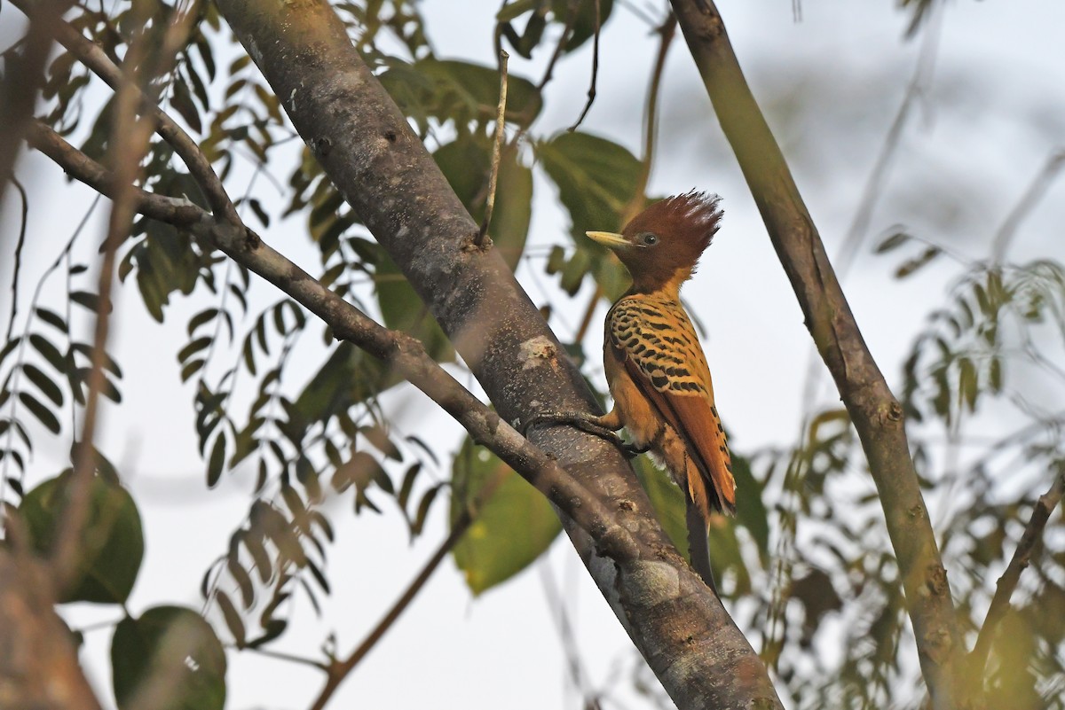 Kaempfer's Woodpecker - ML624456718