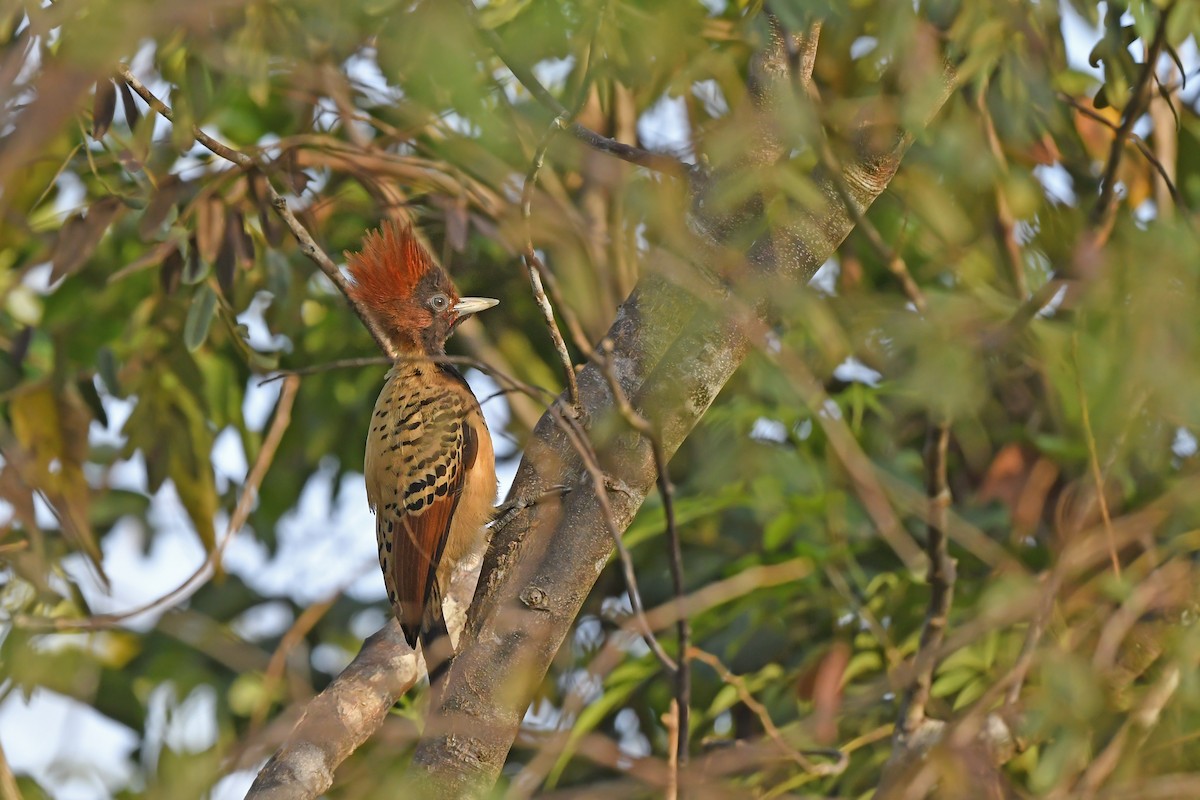 Kaempfer's Woodpecker - ML624456720