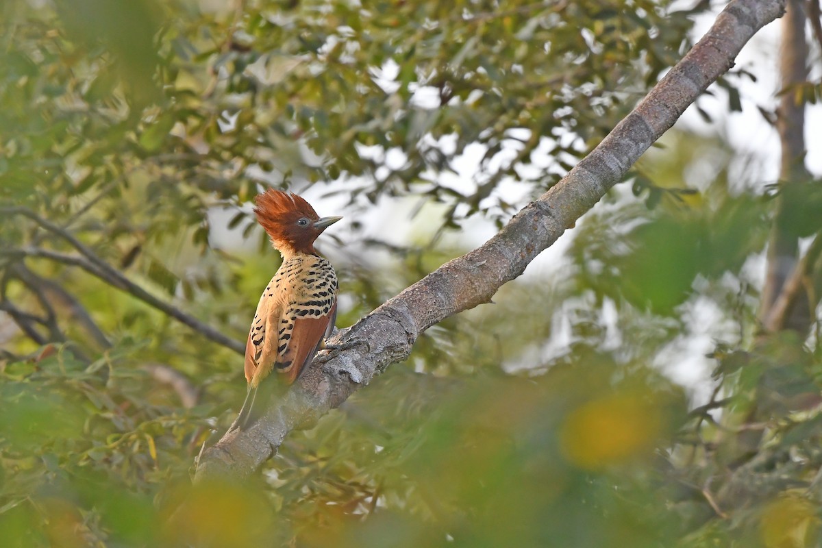 Kaempfer's Woodpecker - ML624456721