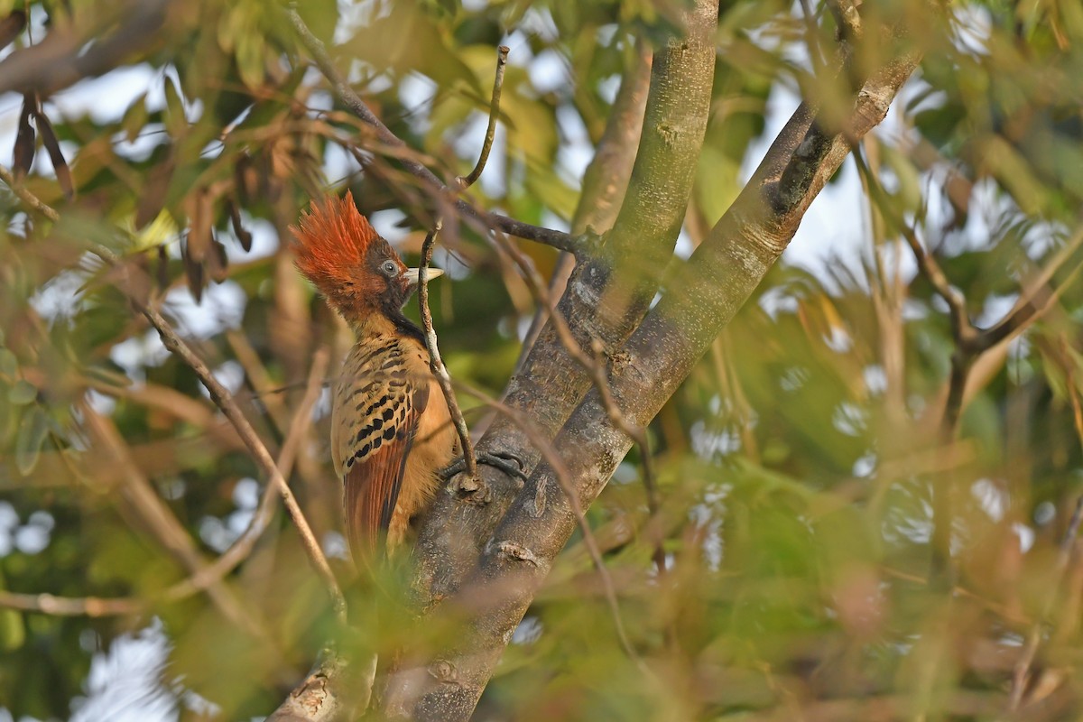 Kaempfer's Woodpecker - ML624456723