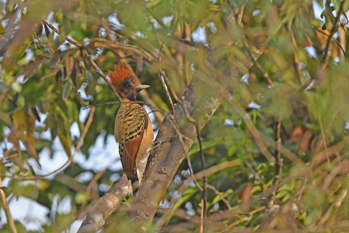 Kaempfer's Woodpecker - ML624456724