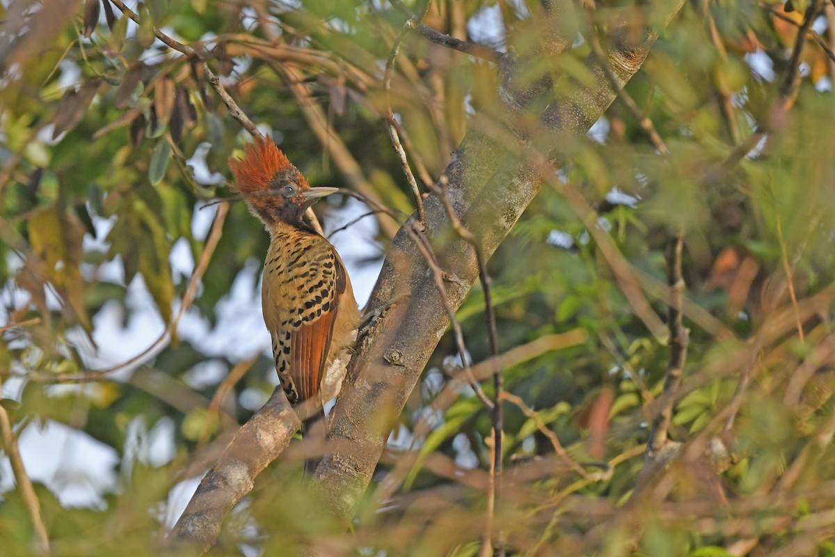 Kaempfer's Woodpecker - ML624456725